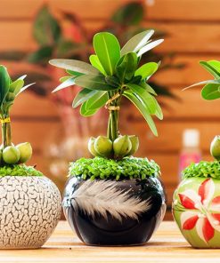 Cây kiểng trang trí bàn làm việc nhỏ đẹp