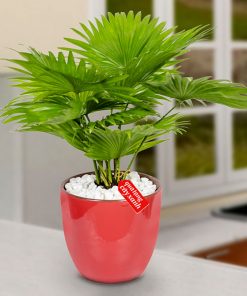 Cây Xanh Phong Thủy Trang Trí mẫu sô 1