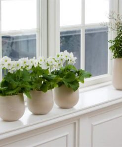 Bộ 3 chậu cảnh đặt cửa sổ hợp phong thủy